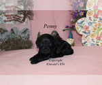 Small Photo #4 Cavapoo Puppy For Sale in CHANUTE, KS, USA