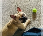Small Photo #1 French Bulldog Puppy For Sale in RICHLAND, PA, USA
