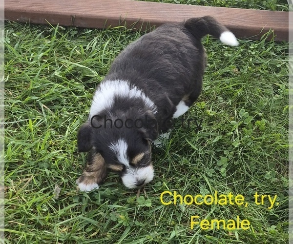 Medium Photo #4 Bernedoodle (Miniature) (+ Poodle Miniature) Puppy For Sale in DETROIT, MI, USA