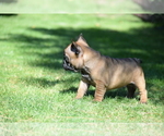 Small Photo #3 French Bulldog Puppy For Sale in Balmazujvaros, Hajdu-Bihar, Hungary