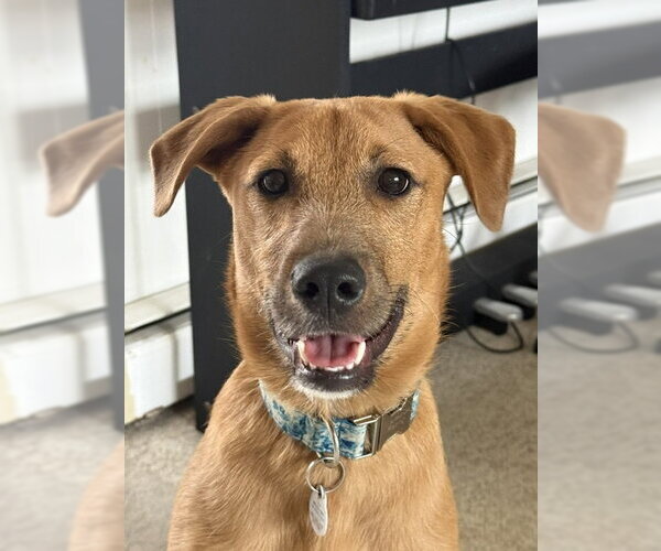Medium Photo #1 Mutt Puppy For Sale in Woodbury, NY, USA