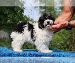 Small #9 Poodle (Toy)