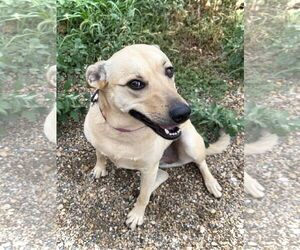 Chihuahua-Unknown Mix Dogs for adoption in Estherville, IA, USA