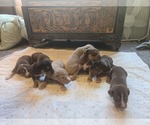 Small Catahoula Leopard Dog