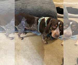 Coonhound Dogs for adoption in Holly Springs, NC, USA