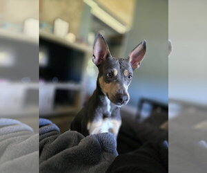 Ollie - Male Mutt Dog for Adoption - Photo #2
