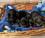 Small Photo #3 Yorkshire Terrier Puppy For Sale in BRIDGETON, NJ, USA