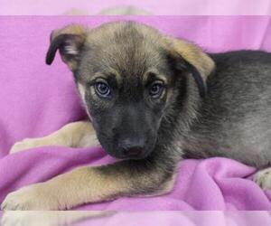 German Shepherd Dog-Unknown Mix Dogs for adoption in Thief River Falls, MN, USA