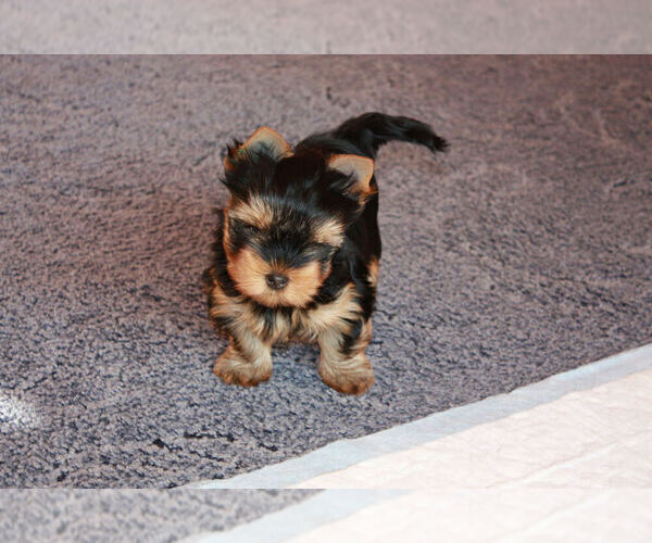 Medium Photo #1 Yorkshire Terrier Puppy For Sale in NORFOLK, VA, USA