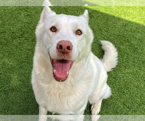 KENDALL - Male Siberian Husky Dog for Adoption - Photo #2