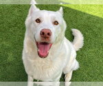 Small Photo #2 Siberian Husky Puppy For Sale in Orange, CA, USA