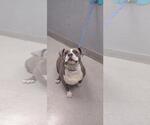 Small American Pit Bull Terrier Mix
