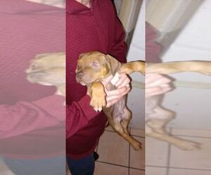 American Pit Bull Terrier-Bullmastiff Mix Puppy for sale in Preston, Lancashire (England), United Kingdom