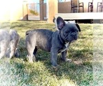 Small Photo #7 French Bulldog Puppy For Sale in PUEBLO, CO, USA