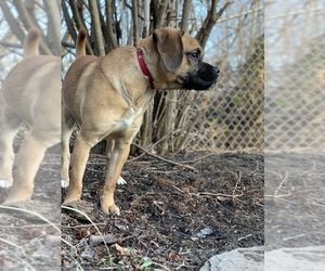 Puggle Dogs for adoption in WILLIAMSTOWN, NJ, USA