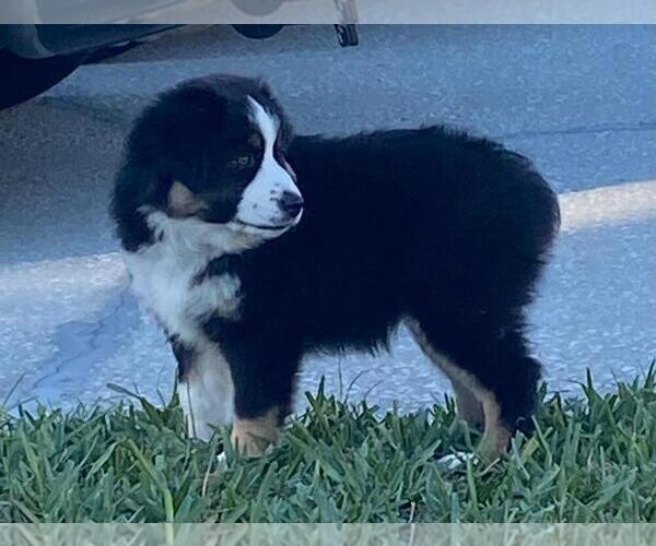 Medium Photo #6 North American Shepherd Puppy For Sale in CLERMONT, FL, USA