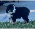 Small #5 North American Shepherd
