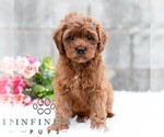 Small #3 Cavapoo (Miniature)