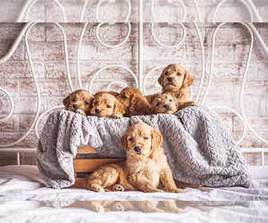 Goldendoodle Puppy for sale in WOODRUFF, SC, USA