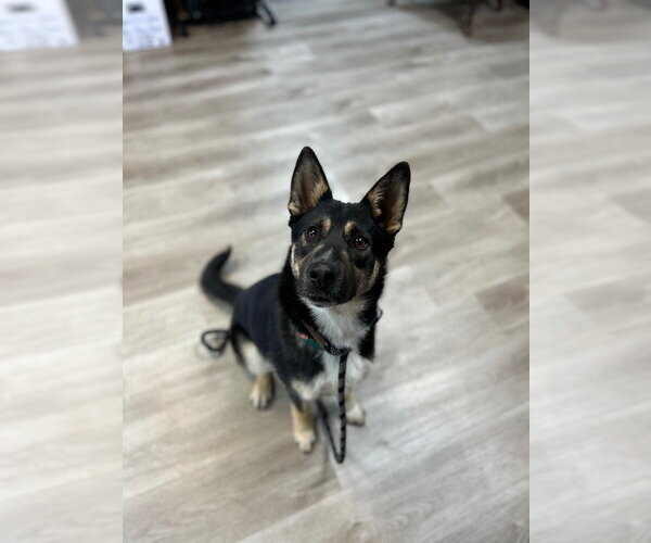 Medium Photo #3 German Shepherd Dog-Unknown Mix Puppy For Sale in Claremore, OK, USA