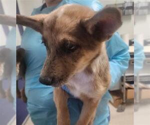 Australian Kelpie-Unknown Mix Dogs for adoption in Bakersfield, CA, USA