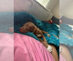 Small #1 Border Collie-Mountain Cur Mix