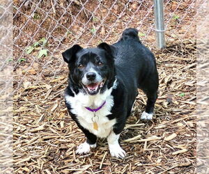 Pembroke Welsh Corgi-Unknown Mix Dogs for adoption in Ellijay, GA, USA