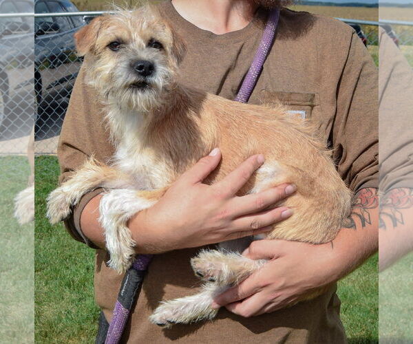 Medium Photo #2 Mutt Puppy For Sale in Huntley, IL, USA