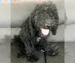 Small Doodle-Poodle (Standard) Mix