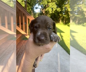 German Shorthaired Pointer Puppy for sale in ALGONAC, MI, USA