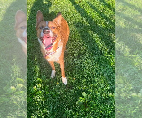 Medium Photo #2 Border-Aussie Puppy For Sale in Osgood, IN, USA