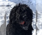 Small Photo #1 Black Russian Terrier Puppy For Sale in S CHARLESTON, WV, USA