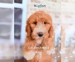 Puppy Bigfoot Goldendoodle