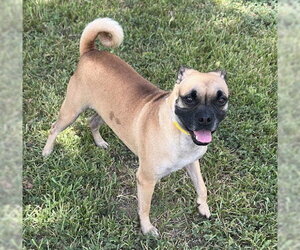 Pug-Unknown Mix Dogs for adoption in Houston, TX, USA
