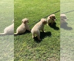 Small Photo #5 Golden Retriever Puppy For Sale in MODESTO, CA, USA