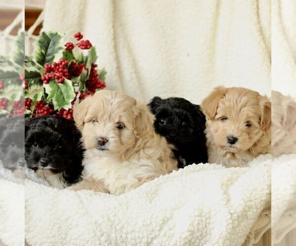 Medium Photo #2 Havapoo Puppy For Sale in LEOLA, PA, USA