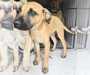 Labrador Retriever Dogs for adoption in Houston, TX, USA