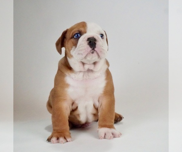Medium Photo #4 Bulldog Puppy For Sale in NAPPANEE, IN, USA