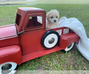 Maltese-Poodle (Toy) Mix Puppy for sale in LITHIA, FL, USA