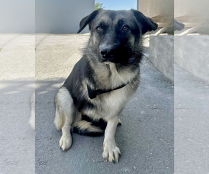 Macy (tripod) - Female Mutt Dog for Adoption - Photo #2