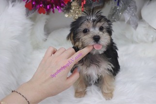 Morkie Puppy for sale in LAS VEGAS, NV, USA