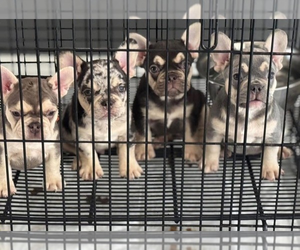 Medium Photo #3 French Bulldog Puppy For Sale in KISSIMMEE, FL, USA