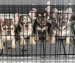 Small #2 French Bulldog
