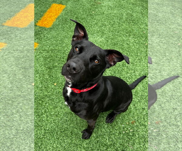 Medium Photo #2 Labrador Retriever-Unknown Mix Puppy For Sale in New Orleans, LA, USA