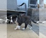 Puppy Donkey Border Collie