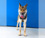 Small #1 Gerberian Shepsky