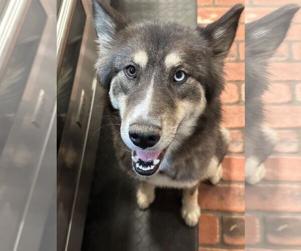 Medium Photo #3 Siberian Husky Puppy For Sale in Cumming, GA, USA