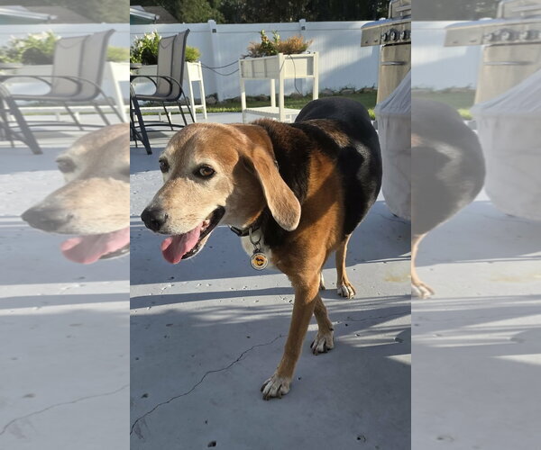 Medium Photo #3 Beagle Puppy For Sale in Tampa, FL, USA