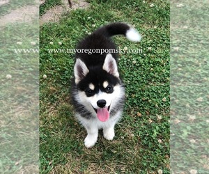 Pomsky Puppy for sale in LEBANON, OR, USA