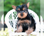 Small Photo #95 Yorkshire Terrier Puppy For Sale in WARSAW, IN, USA